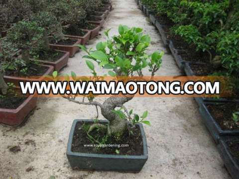 Ficus microcarpa bonsai tree