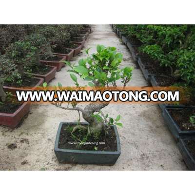 Ficus microcarpa bonsai tree